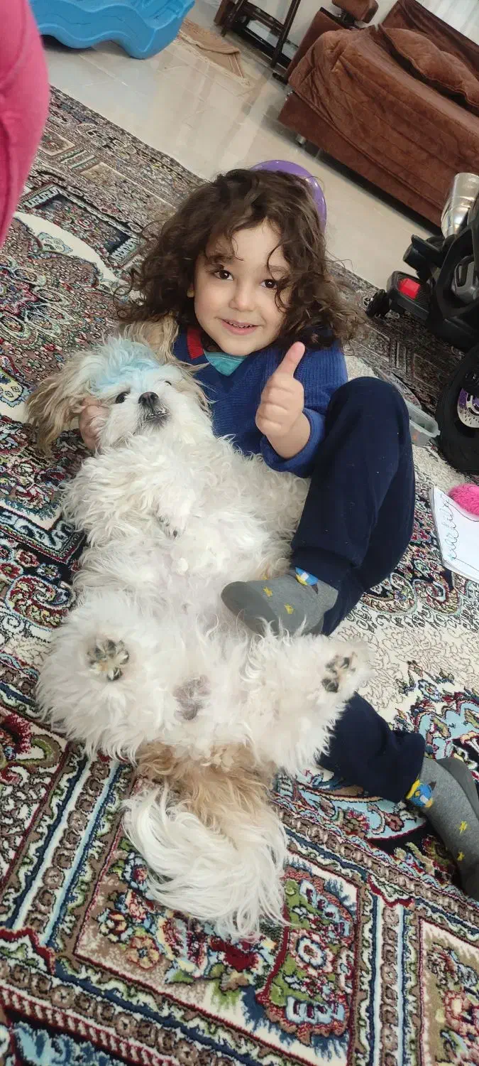 سگ شیتزو سوپر فلت وارداتی|سگ|پردیس, فاز ۸|دیوار