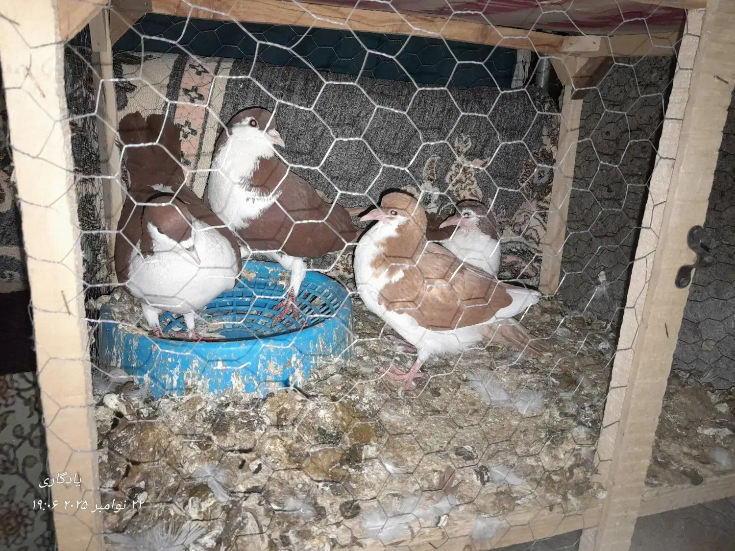 کفتر|پرنده|مشهد, انصار|دیوار