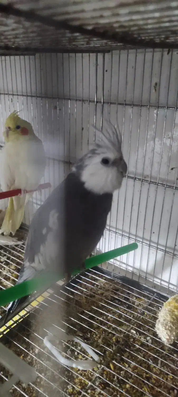 طرح تعویض پرنده های تزیینی|پرنده|مشهد, مصلی (کارمندان اول)|دیوار