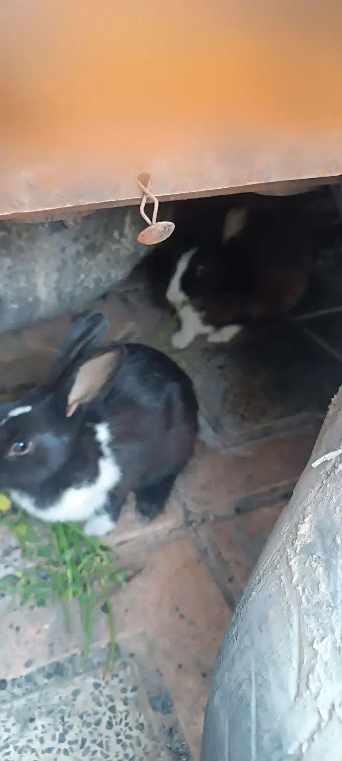 خرگوش نر وماده|موش و خرگوش|بم, |دیوار