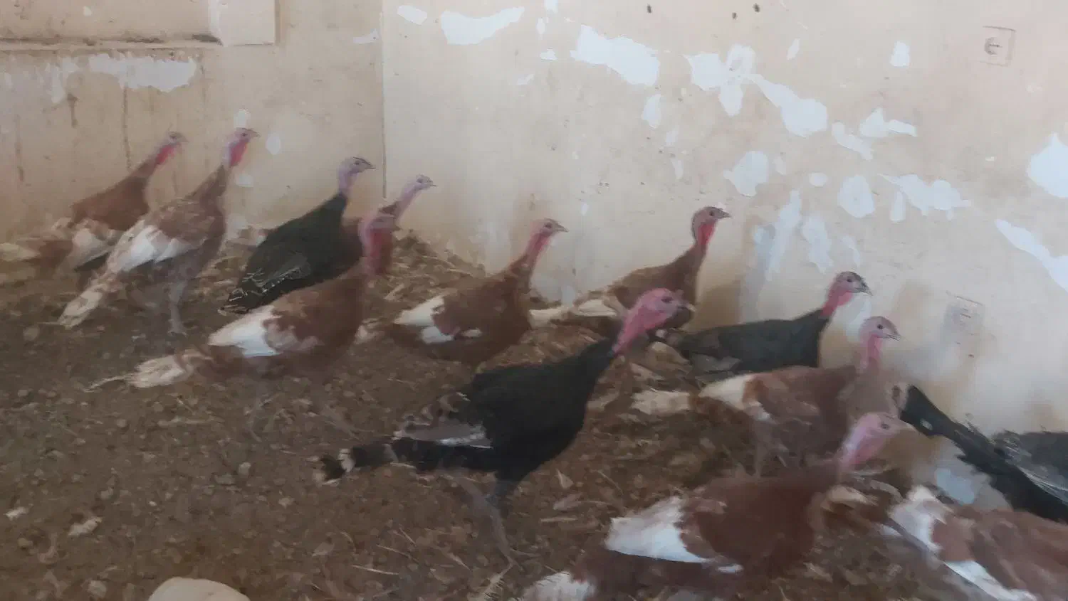 ۱۸عددبوقلمون نر وماده|حیوانات مزرعه|زیویه, |دیوار