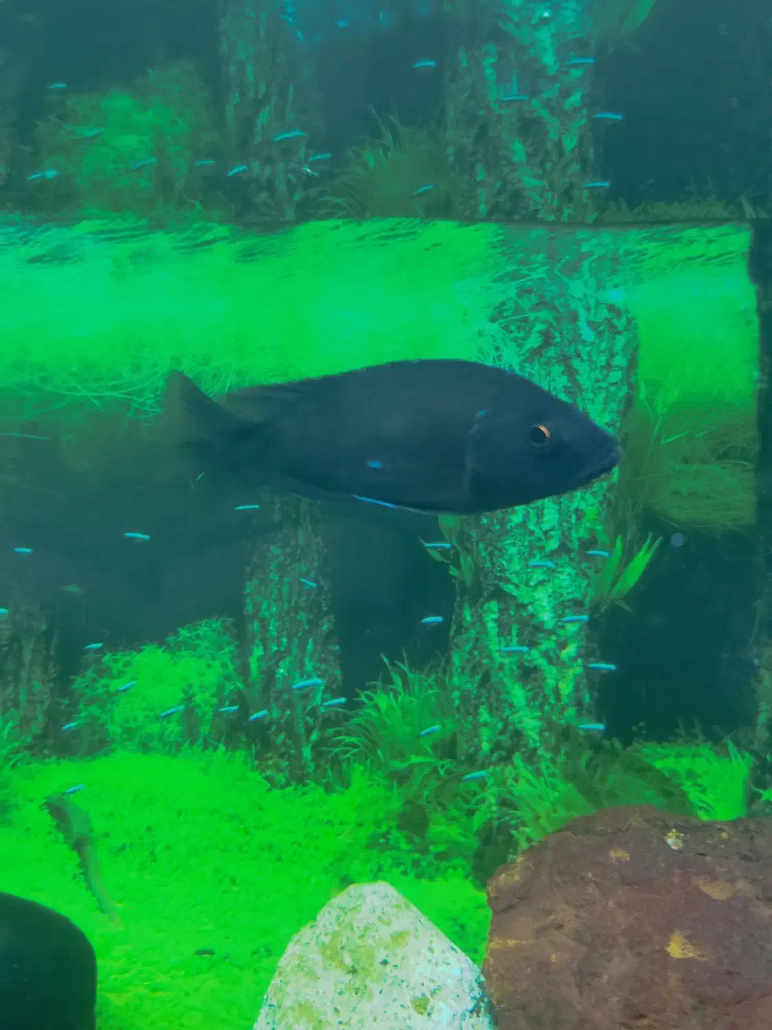 ماهی سیچلاید|ماهی|خاش, |دیوار