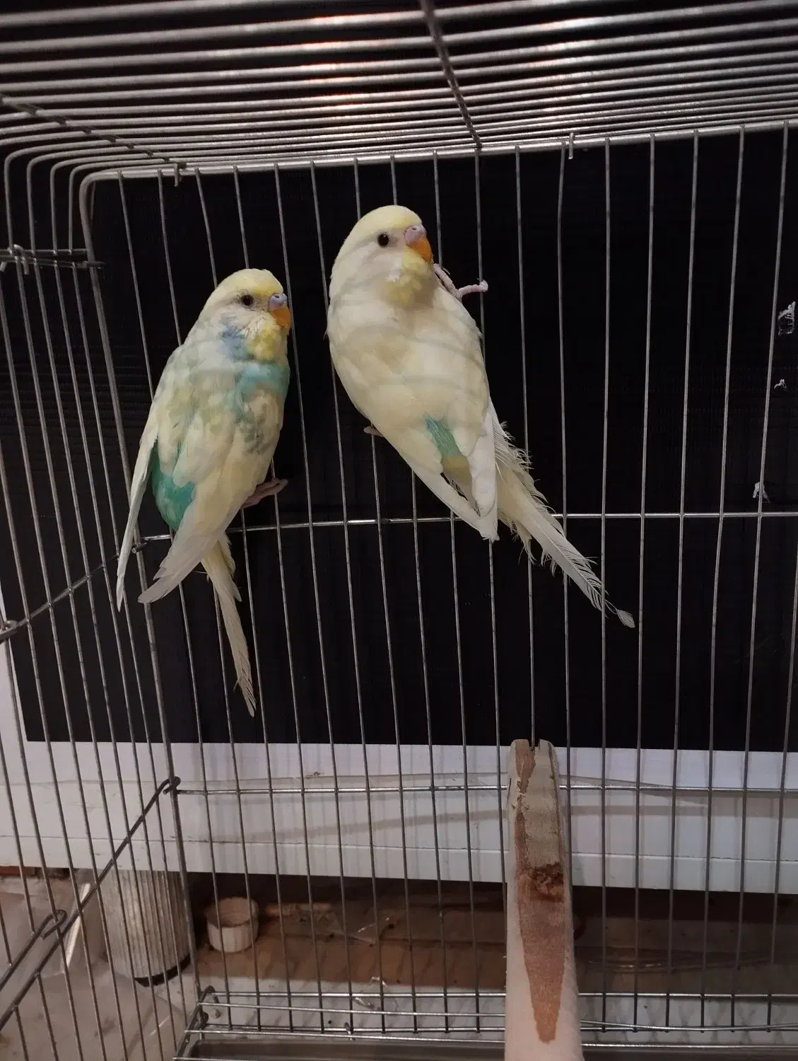 مرغ عشق  پاکستانی و هفت رنگ|پرنده|جم, |دیوار