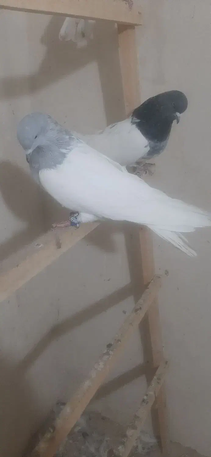 کفتر|پرنده|مرند, |دیوار