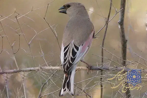 سهره خاکی|پرنده|اصفهان, ناصرخسرو|دیوار