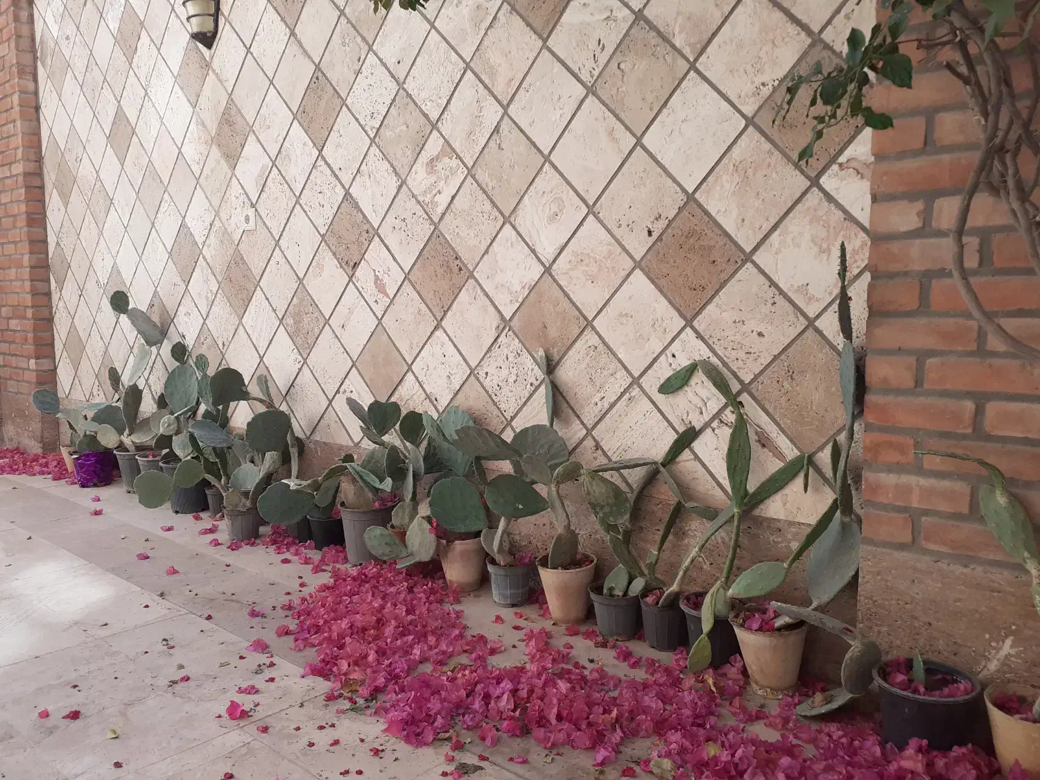 کاکتوس|گل و گیاه طبیعی|کاشان, الغدیر|دیوار