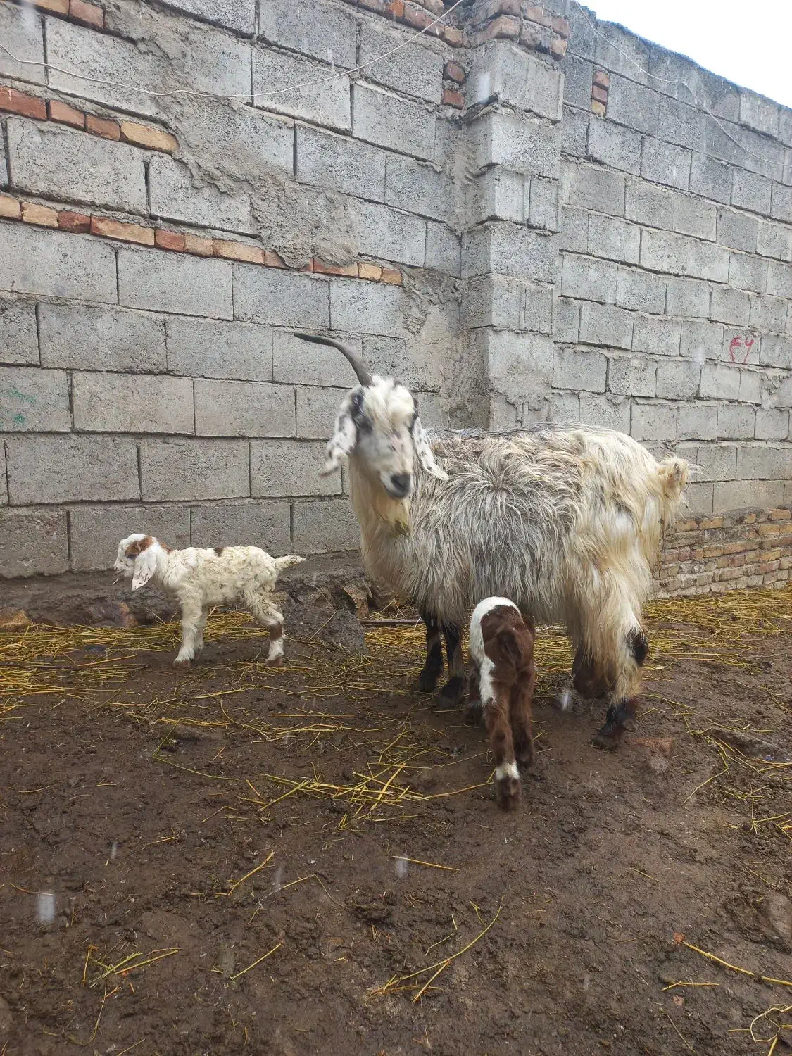 بزجوان دوقلو|حیوانات مزرعه|مشگین شهر, |دیوار