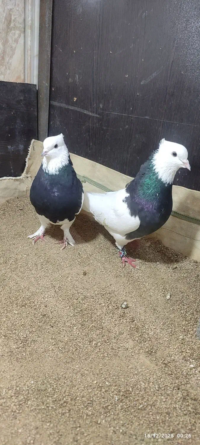 کبوتر ناب|پرنده|ارومیه, |دیوار