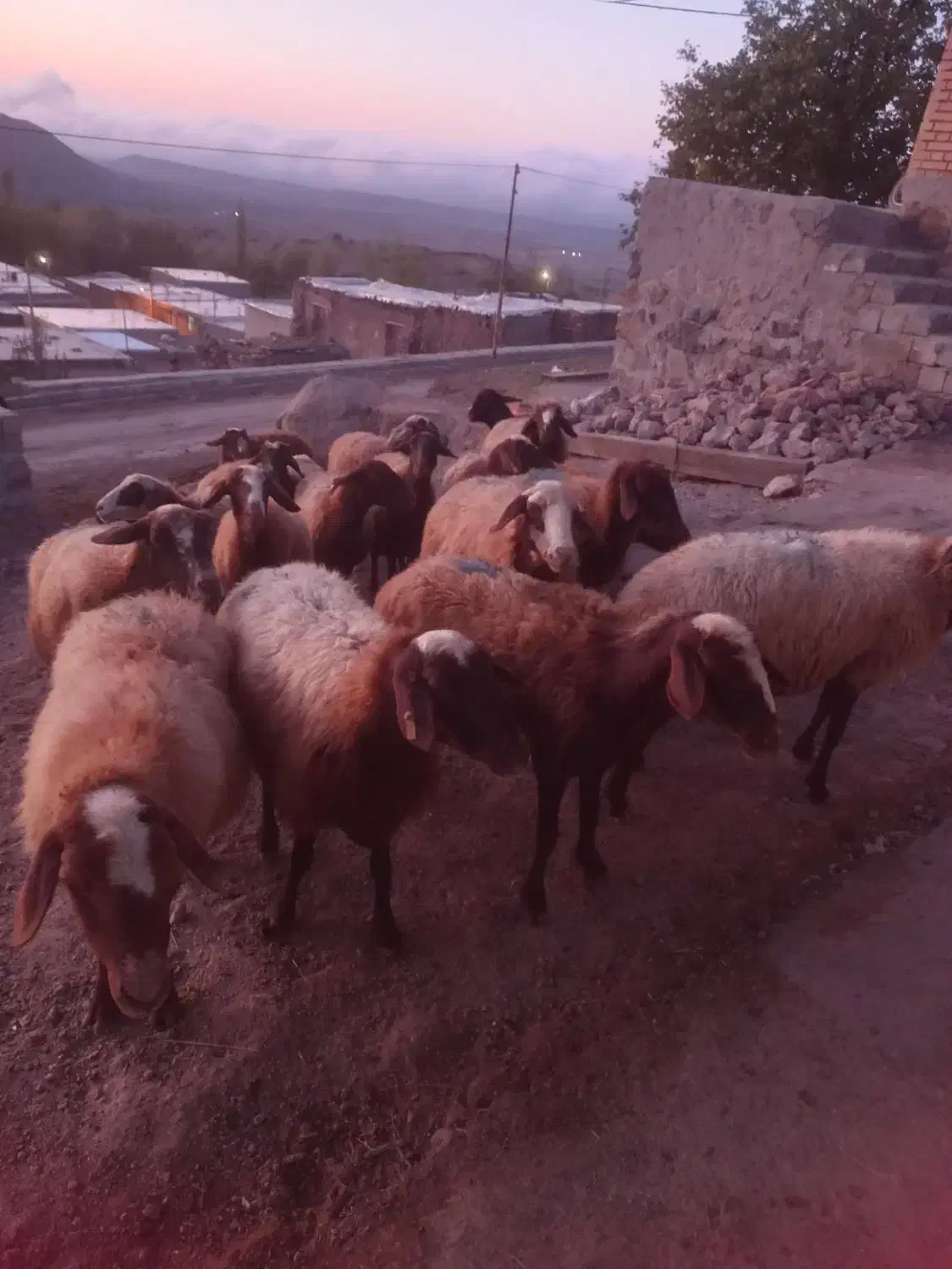 گوسفند دامازدخ|حیوانات مزرعه|ویلکیج, |دیوار