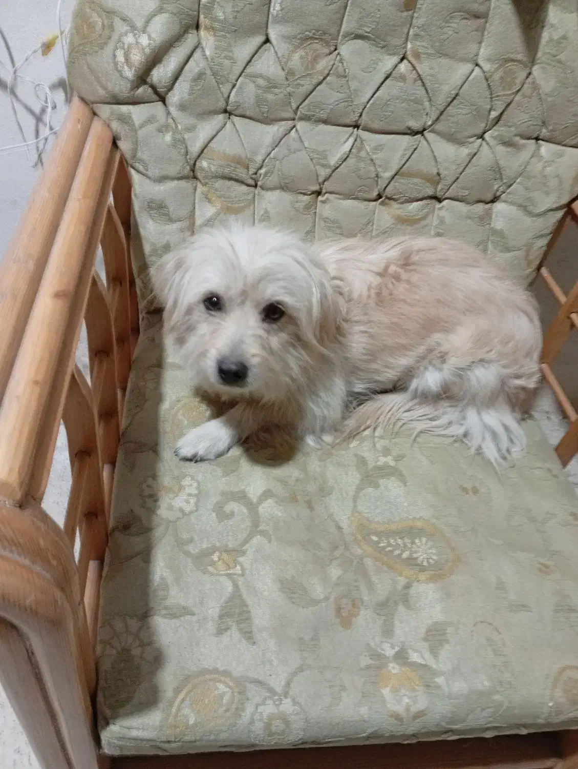 یک عددسگ شیتزوپاکوتاه دست آموزبانمک وشیطون|سگ|خمین, |دیوار