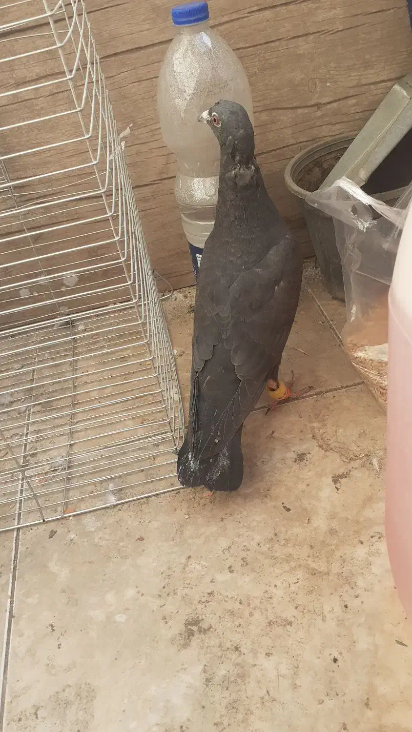 کفتر زاغ المانی|پرنده|پاکدشت, پاکدشت (مامازند)|دیوار