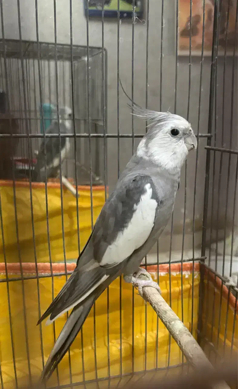 طوطی وایت فیس|پرنده|نکا, |دیوار