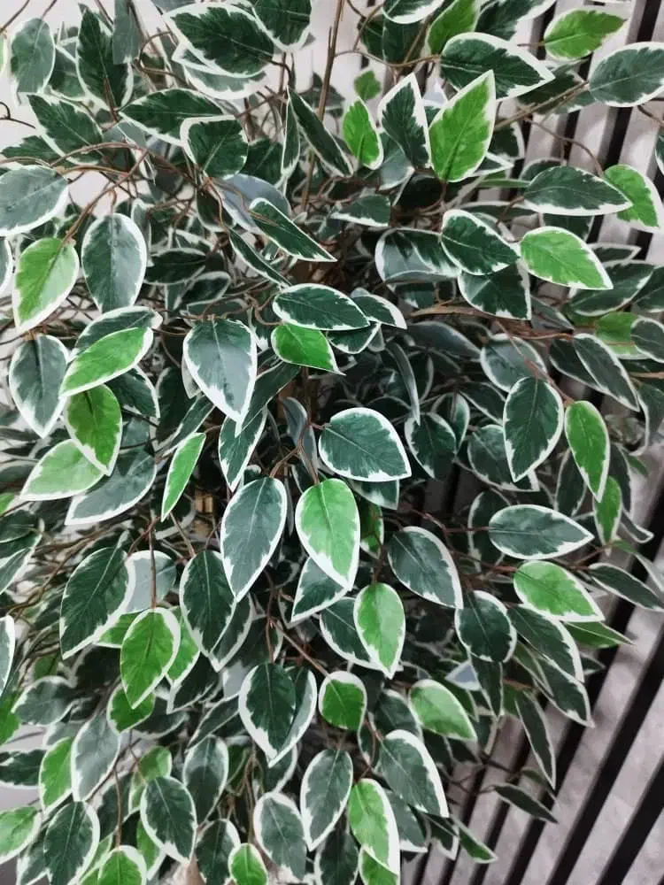 درختچه زیبا|گل و گیاه طبیعی|اهواز, حصیرآباد|دیوار