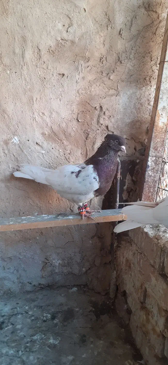 کله سرخ و کله زرد|پرنده|مشهد, چهاربرج|دیوار