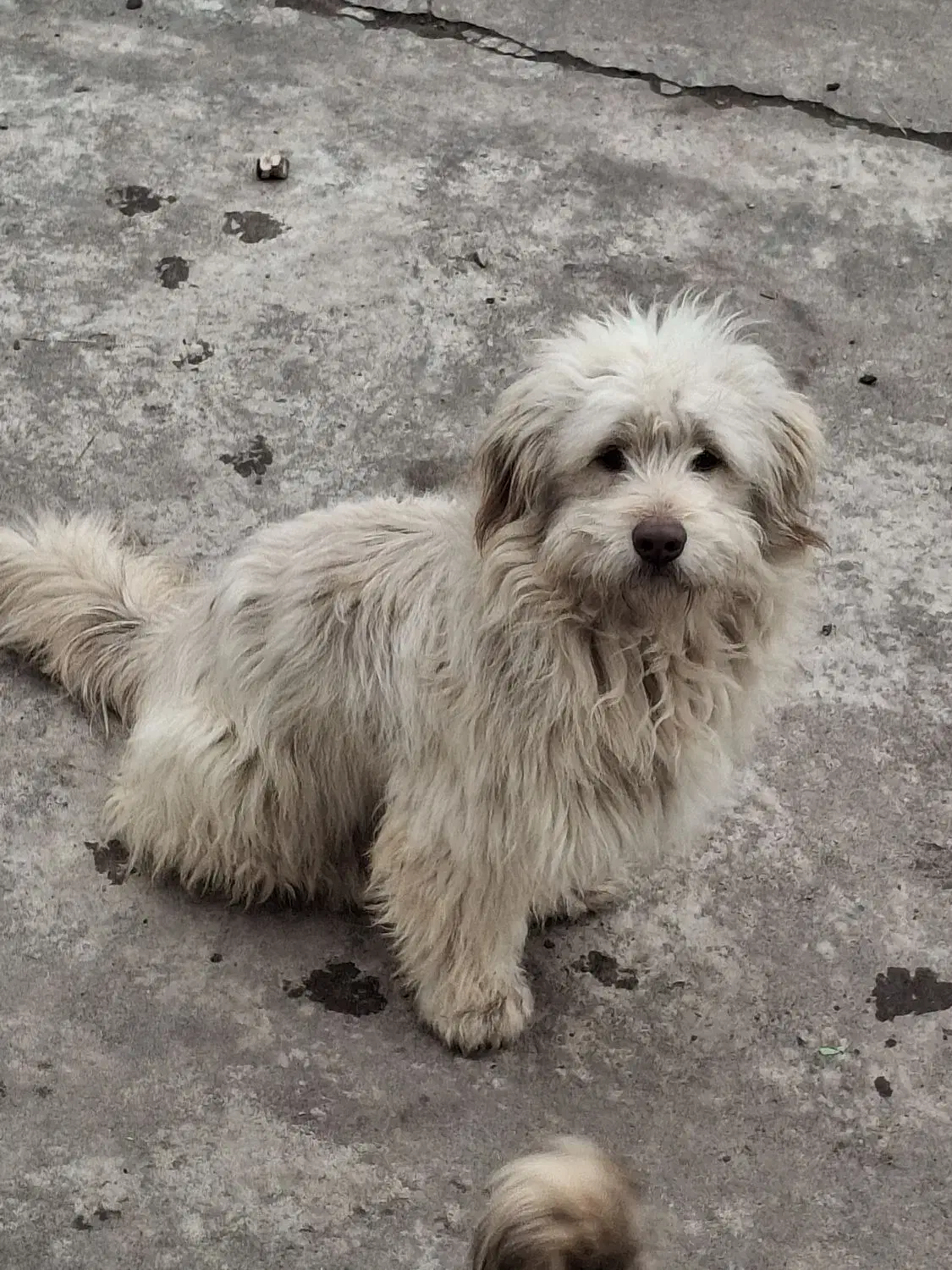 سگ پاکوتاه|سگ|رشت, شکار اسطلخ|دیوار