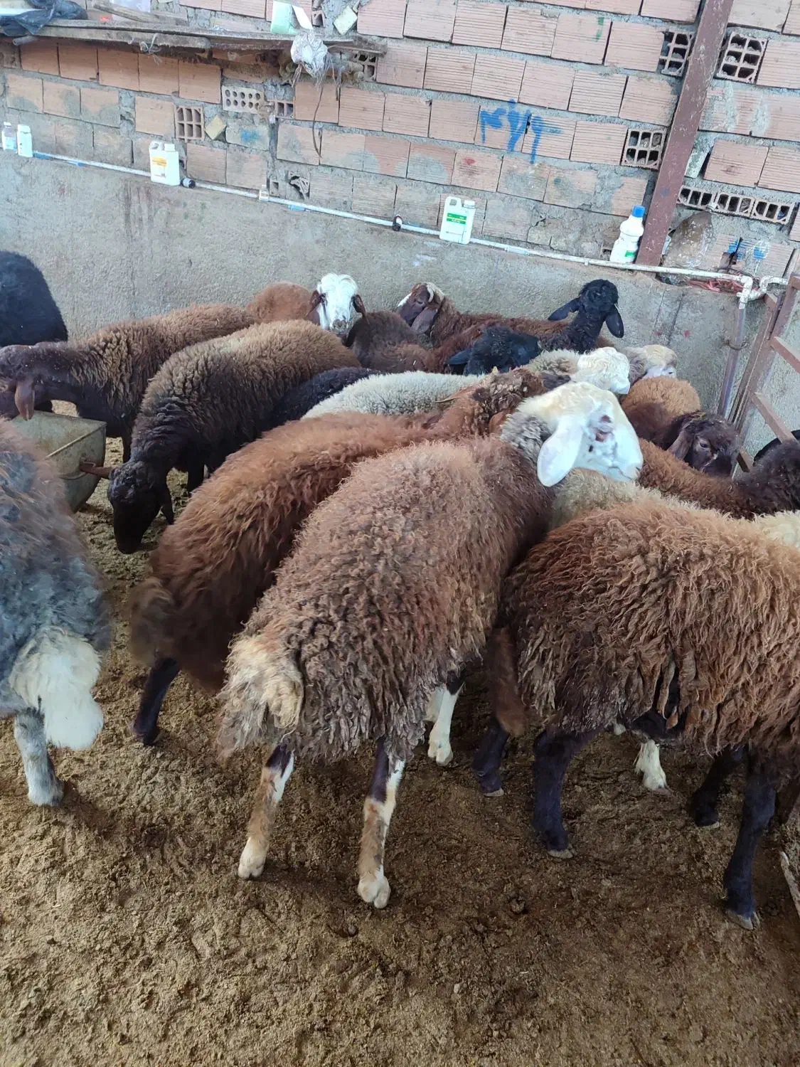 بره نره|حیوانات مزرعه|گرگان, |دیوار