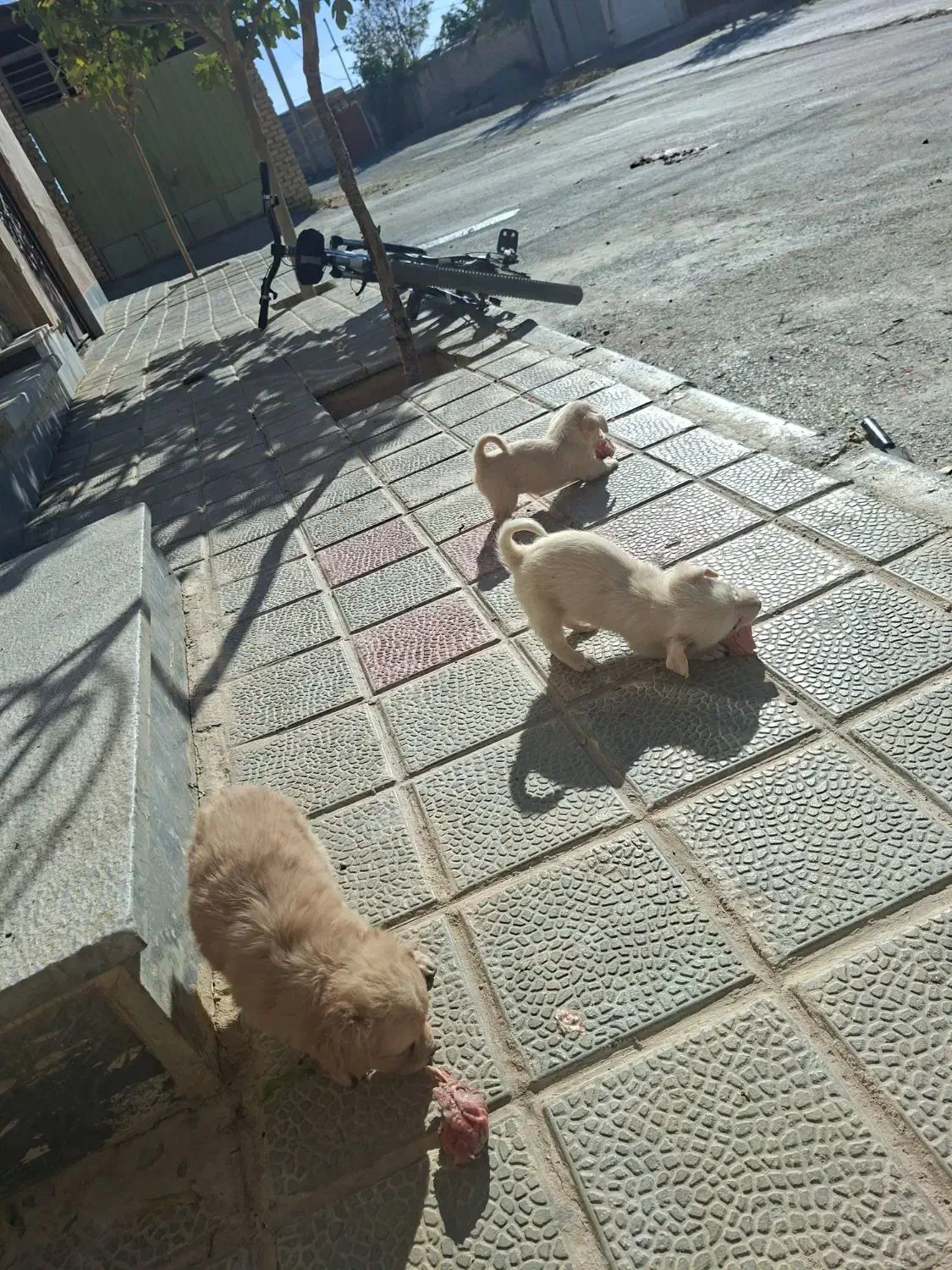 توله سک اشپیتز|سگ|گلپایگان, |دیوار