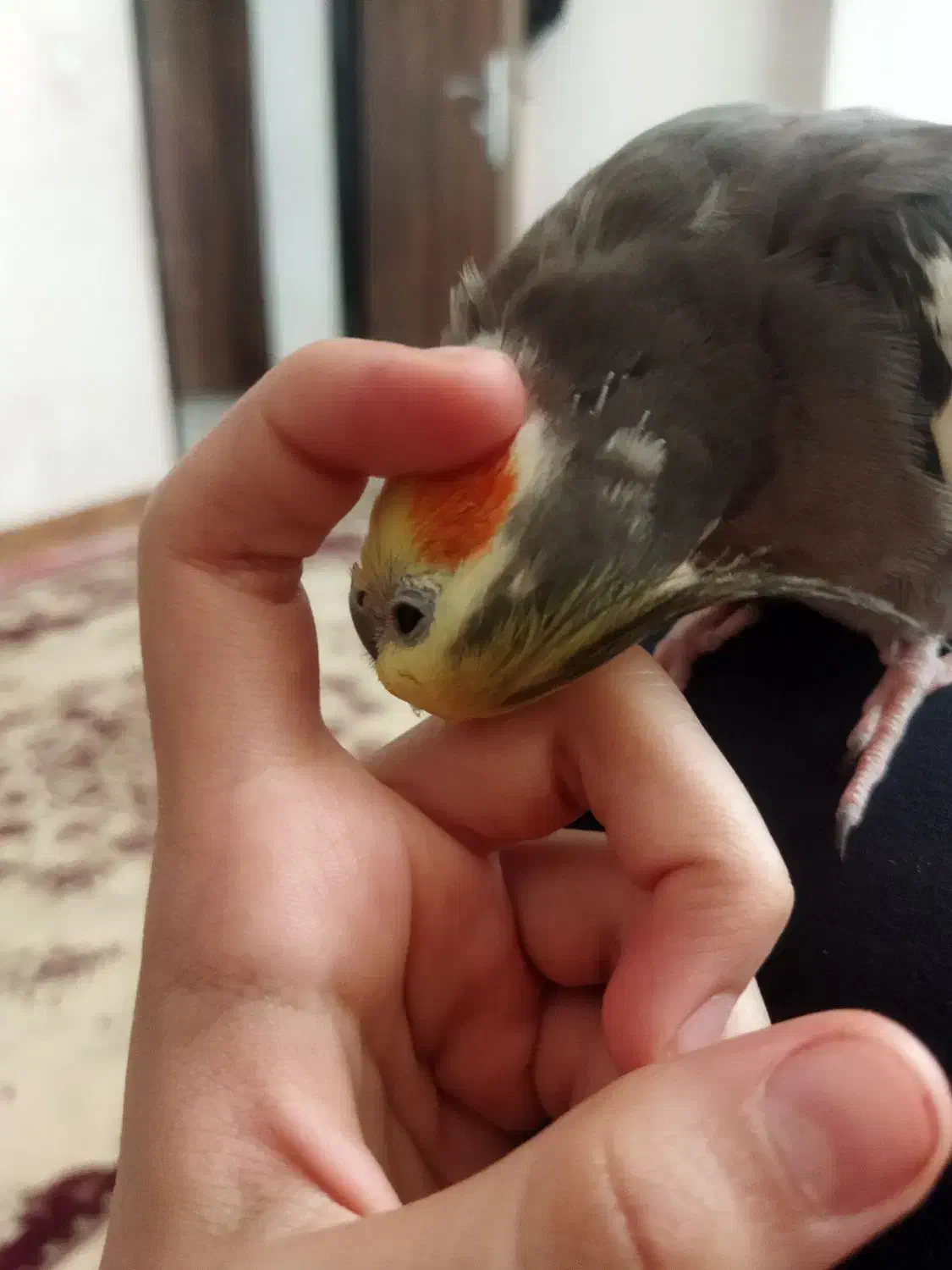 عروس هلندی نر سنگو دستی|پرنده|صباشهر, |دیوار