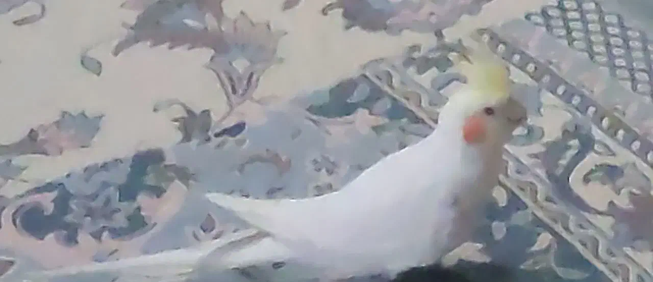 عروس هلندی گمشده|حیوانات|تهران, افسریه جنوبی|دیوار