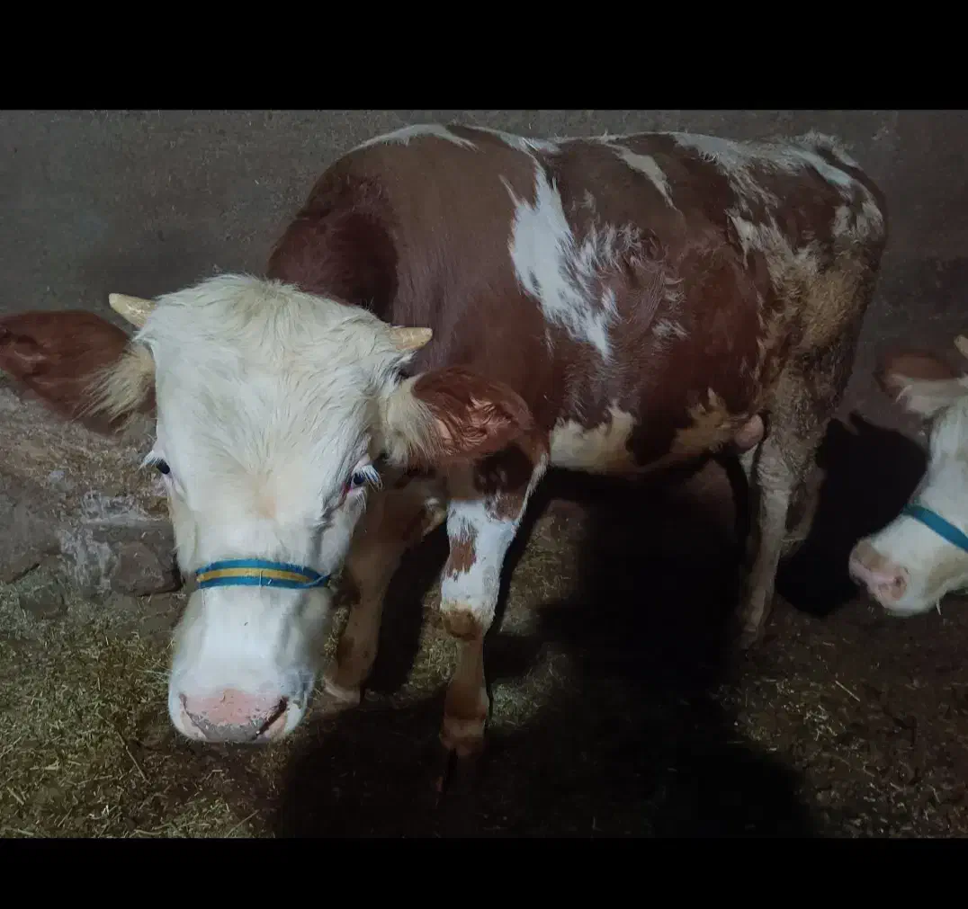 یک راس گوساله..دماخ|حیوانات مزرعه|دینور, |دیوار