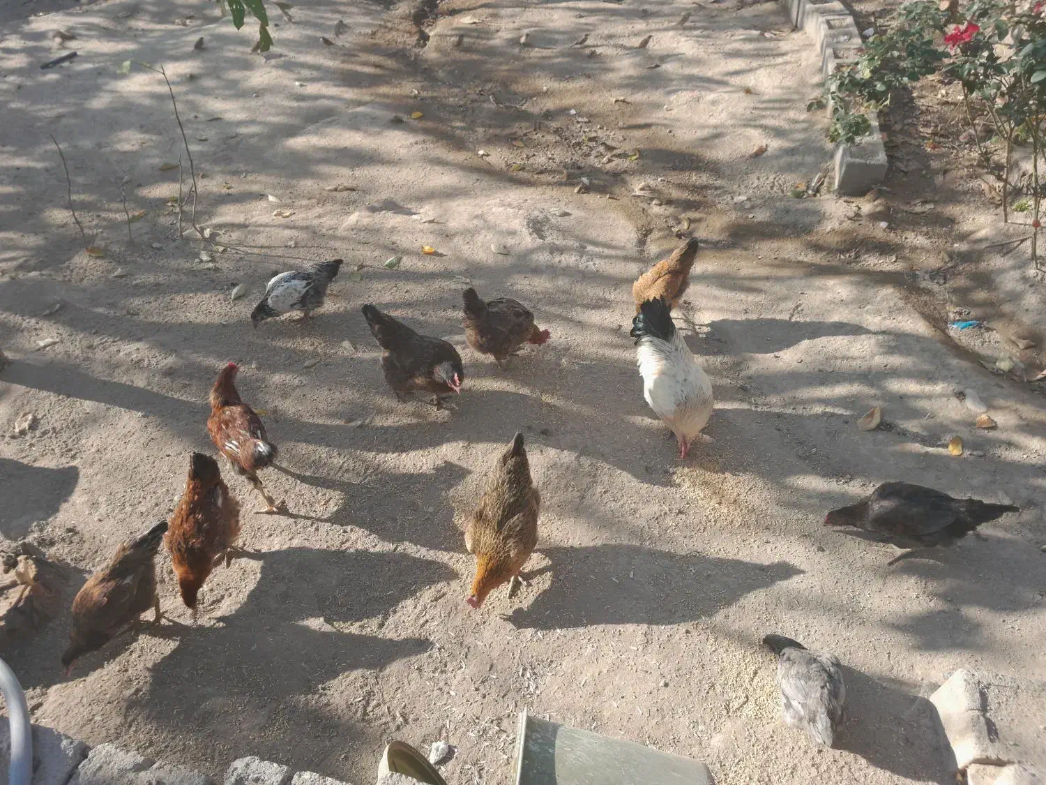 مرغ محلی|حیوانات مزرعه|شاهین دژ, |دیوار