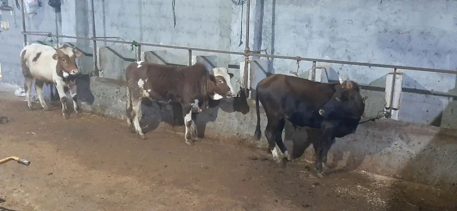 گاو نر پرواری|حیوانات مزرعه|نوشهر, |دیوار