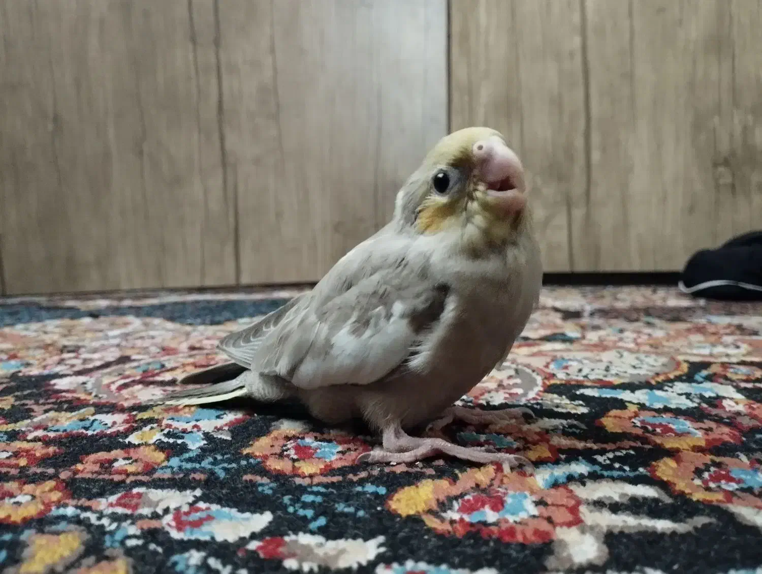 2عددجوجه عروس هلندی|پرنده|تهران, شهرک رضویه|دیوار