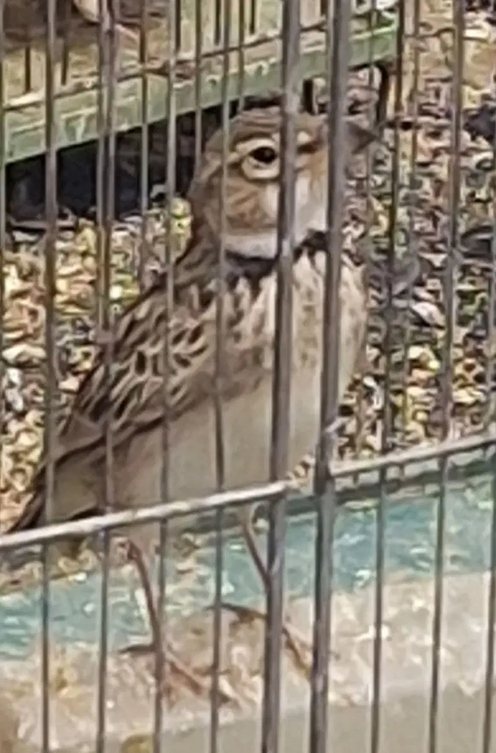 سهره طغری ۴۵۰ هزارتومان|پرنده|کرمان, |دیوار