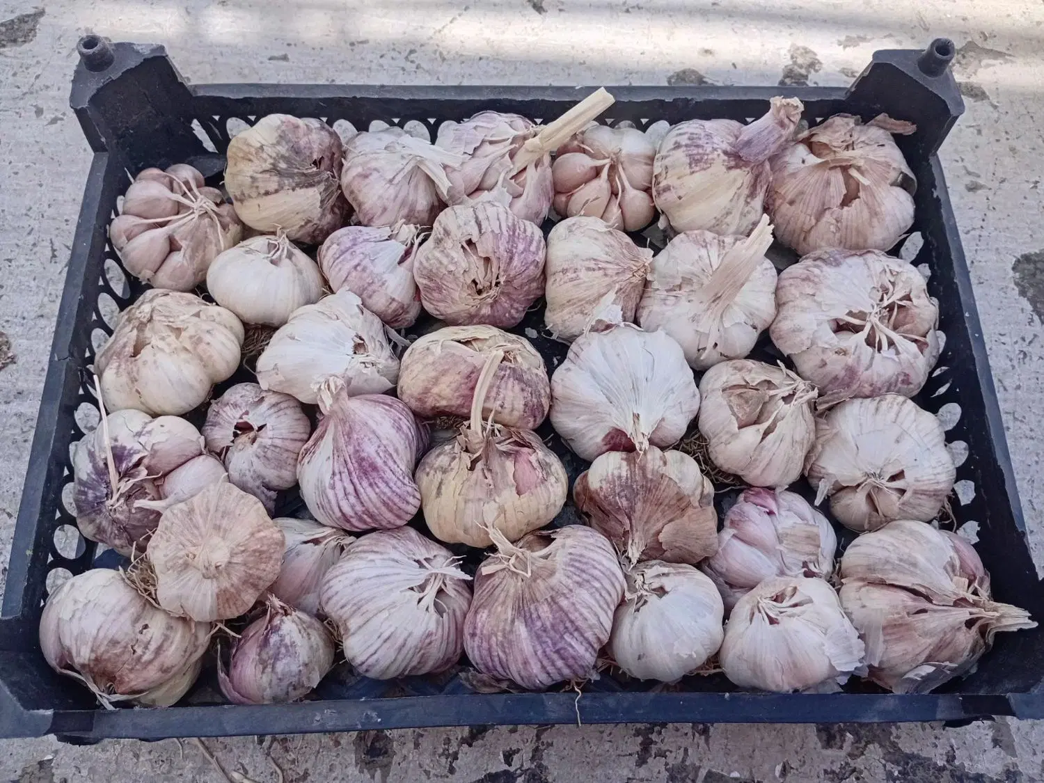 سیر|خوردنی و آشامیدنی|قروه, |دیوار