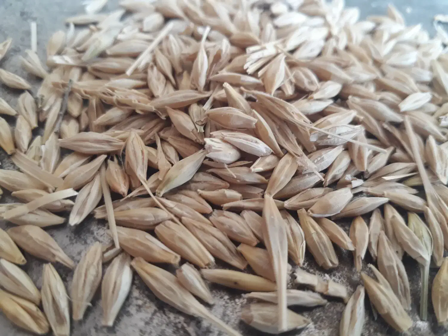 جو بذری درجه یک عالی|خدمات باغبانی و درختکاری|داراب, |دیوار