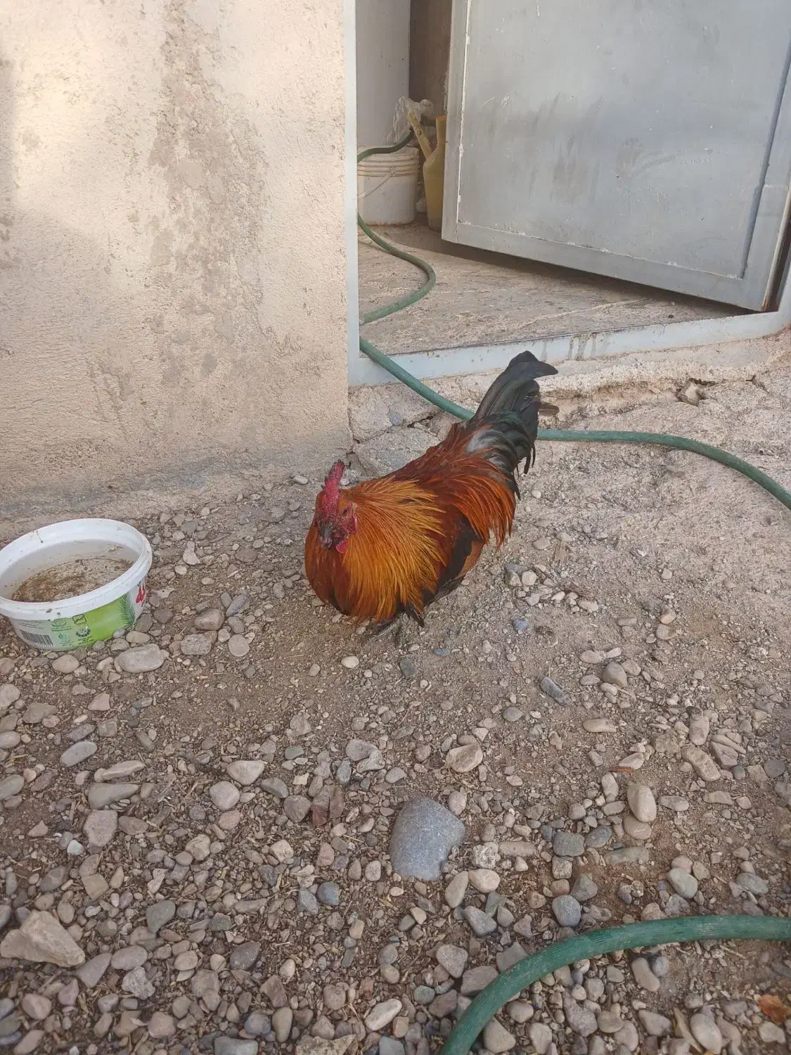 خروس مینیاتوری|حیوانات مزرعه|دشتابی, |دیوار