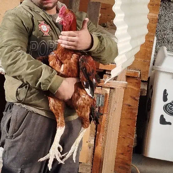 خروس لاری نصل دار|حیوانات مزرعه|رباط‌کریم, رباط‌کریم|دیوار