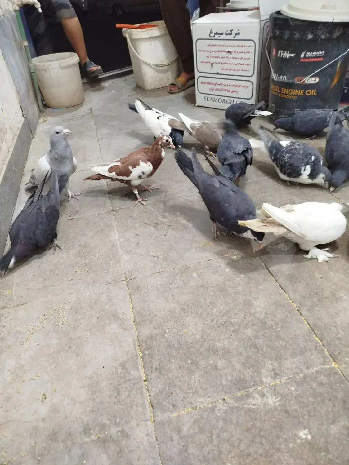 کبوتر|پرنده|کرمان, |دیوار