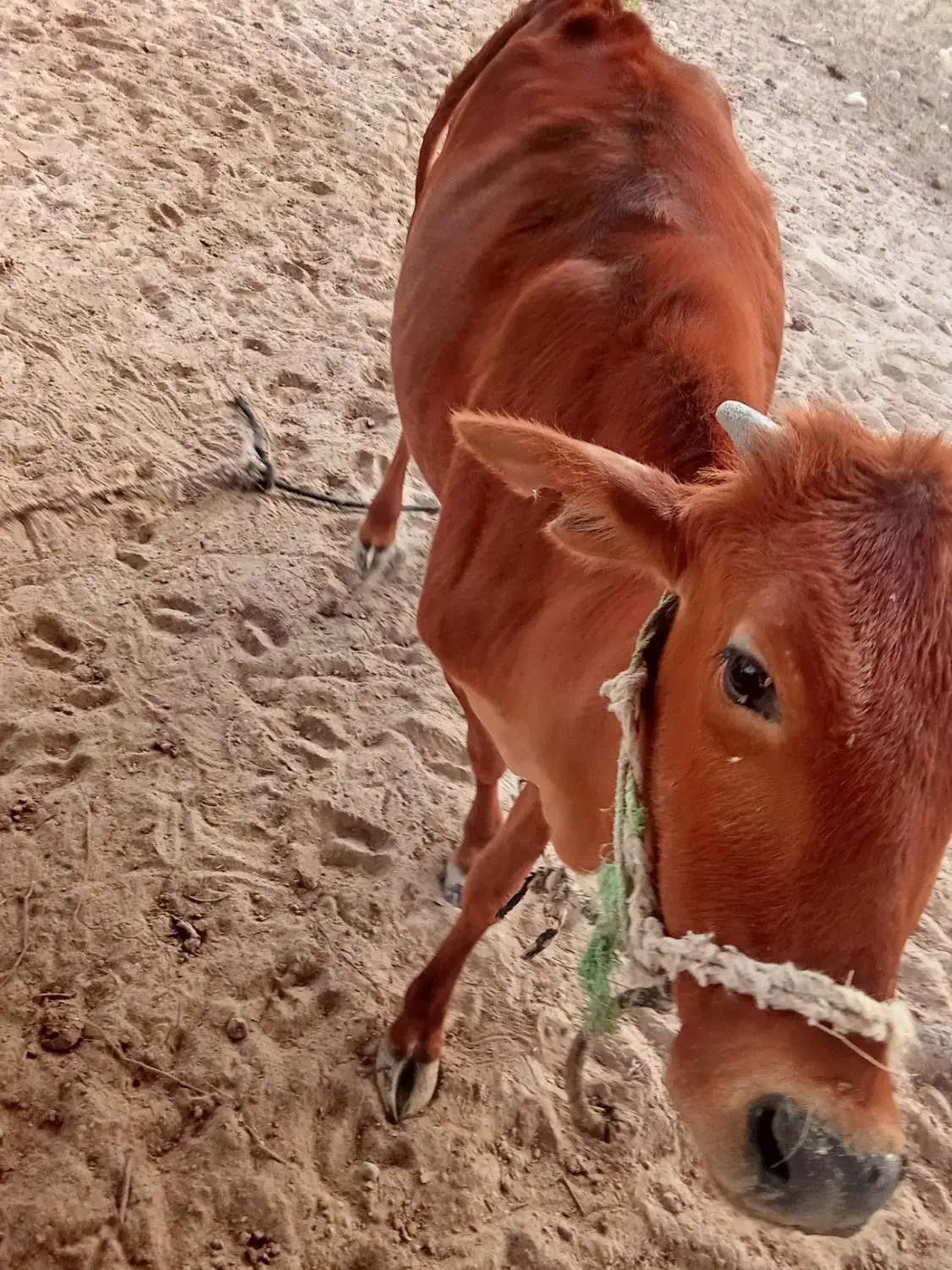 پروگاوداشتی اطراف جلابی|حیوانات مزرعه|تخت, |دیوار