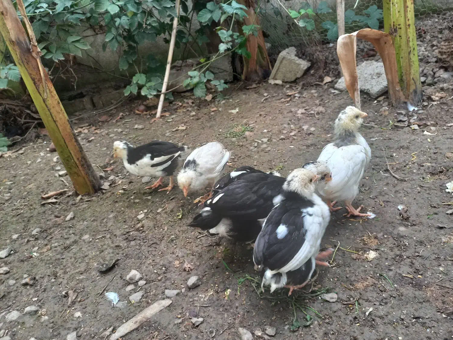 ۶ عدد جوجه گلین قلم سیاه وطوسی|حیوانات مزرعه|بهنمیر, |دیوار