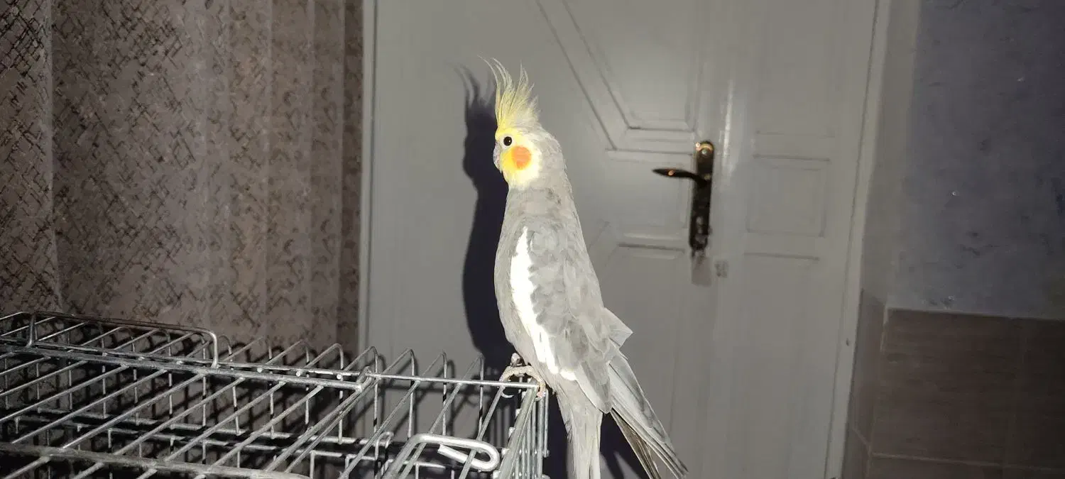 فروش جفت عروس هلندی|پرنده|مرودشت, پشت سایپا‎|دیوار