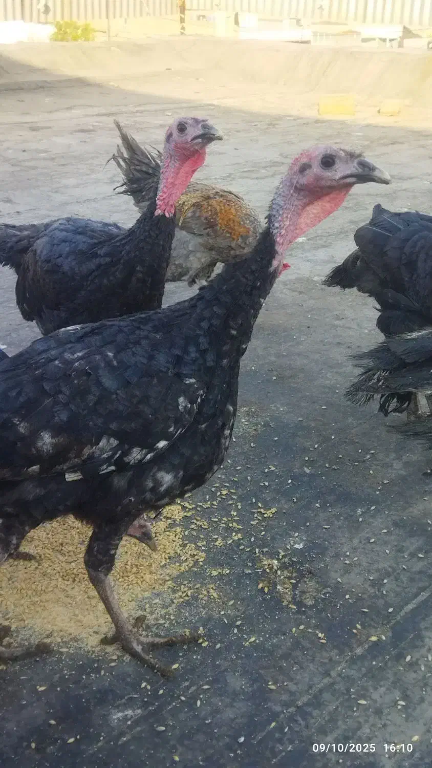 بوقلمون|حیوانات مزرعه|فیروزآباد (فارس), |دیوار