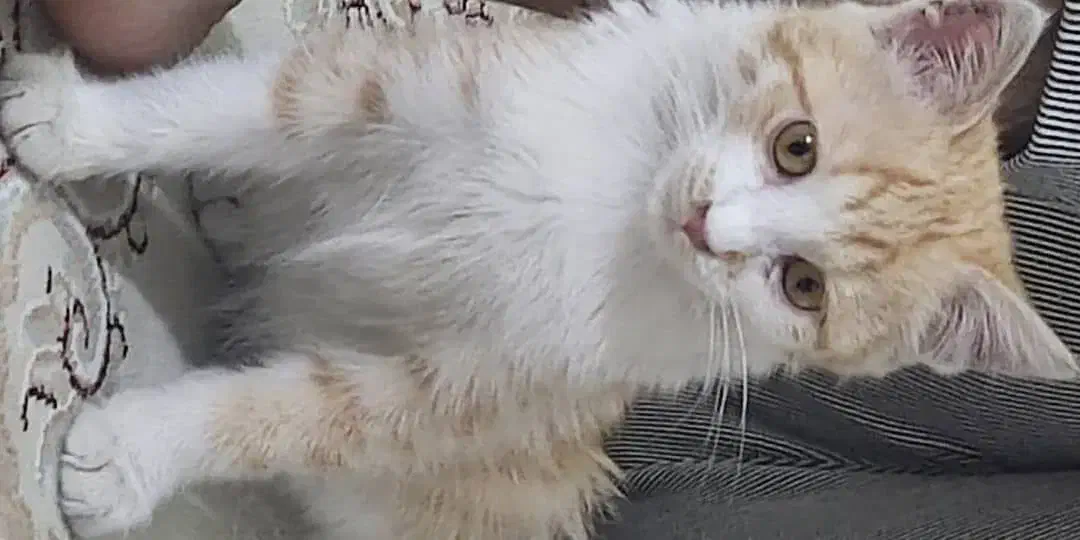 گربه رایگان|گربه|تهران, جابری|دیوار