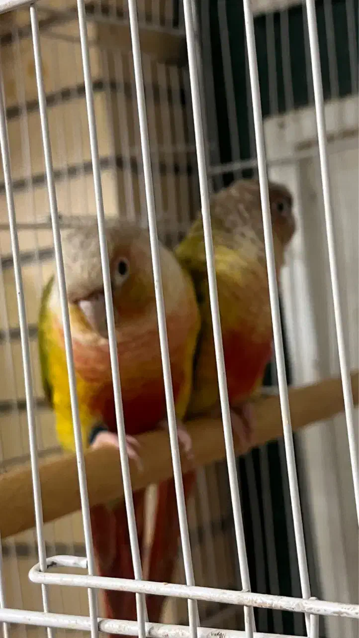 گرین چیک مولد|پرنده|بیرجند, |دیوار