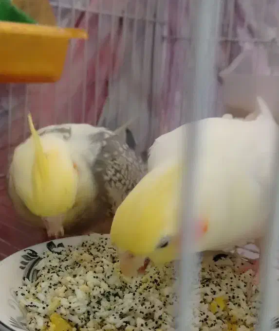 جفت مولد عروس هلندی کارداده سخنگو مولد جوان|پرنده|جلگه رخ, |دیوار