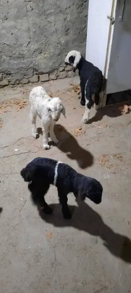 بره شیری|حیوانات مزرعه|فلاورجان, |دیوار