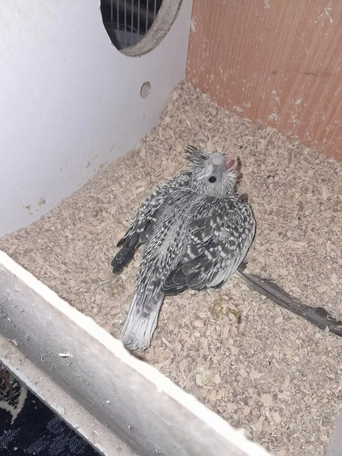 عروس هلندی|پرنده|زابل, |دیوار