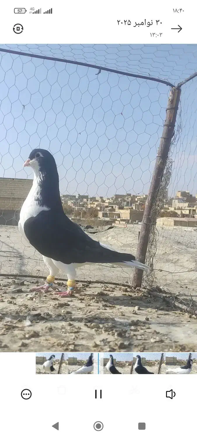 کبوتر چپ و خوشرنگ و سرور و دوکت|پرنده|لنجان, |دیوار