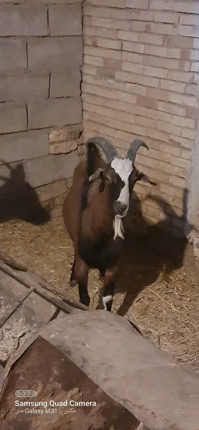 نر بز آلپاین|حیوانات مزرعه|کشکوئیه, |دیوار