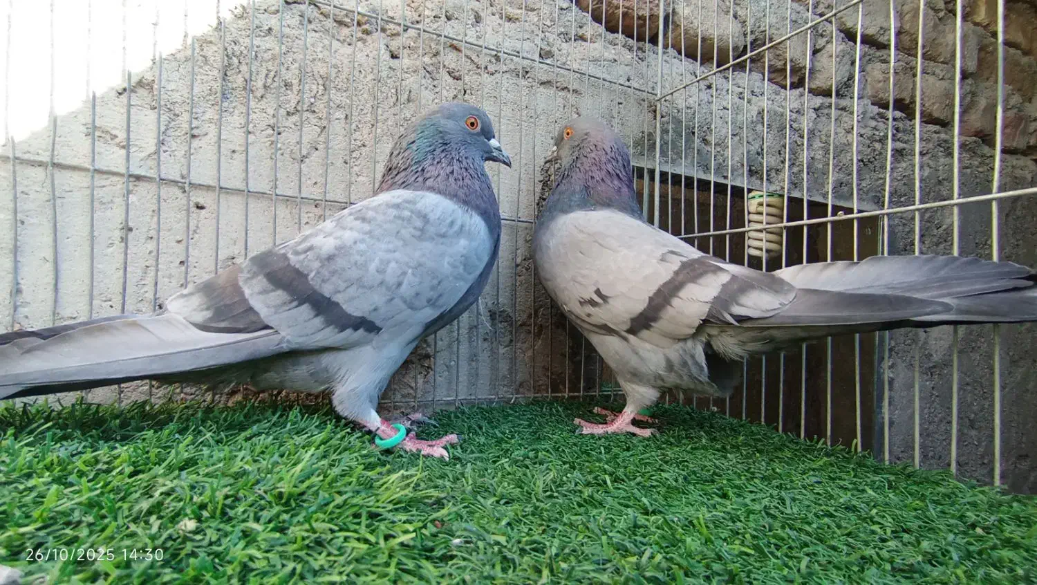 کفتر فروش یا معاوضه|پرنده|بافت, |دیوار