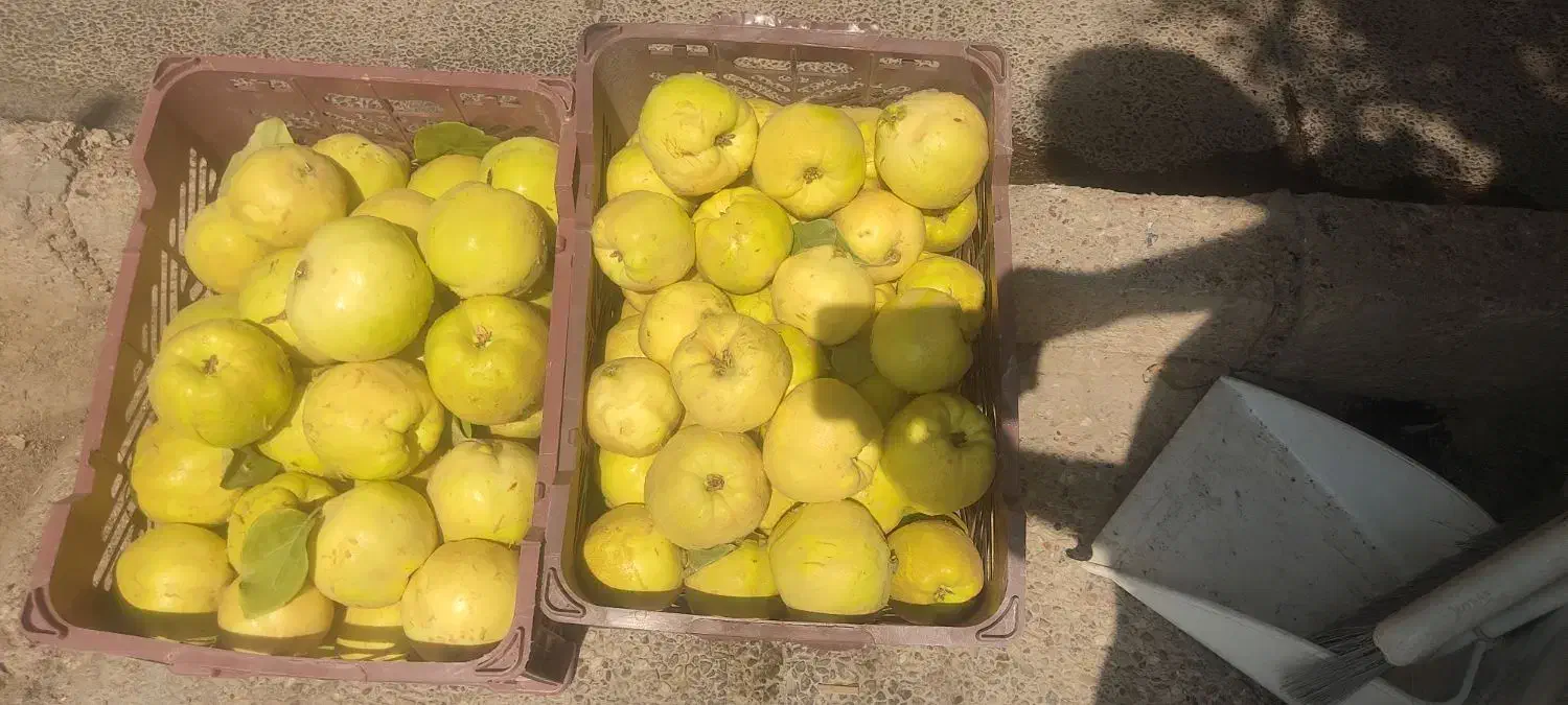 میوه به اصفهان|خوردنی و آشامیدنی|شیراز, لشکری‎|دیوار