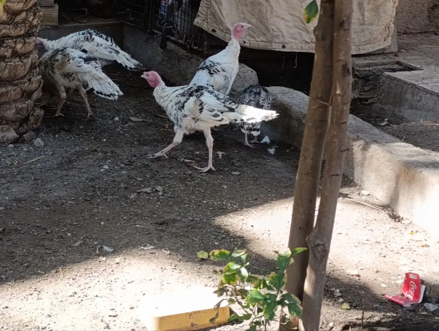 بوقلمون زیرمرغی امسالی|حیوانات مزرعه|بم, |دیوار