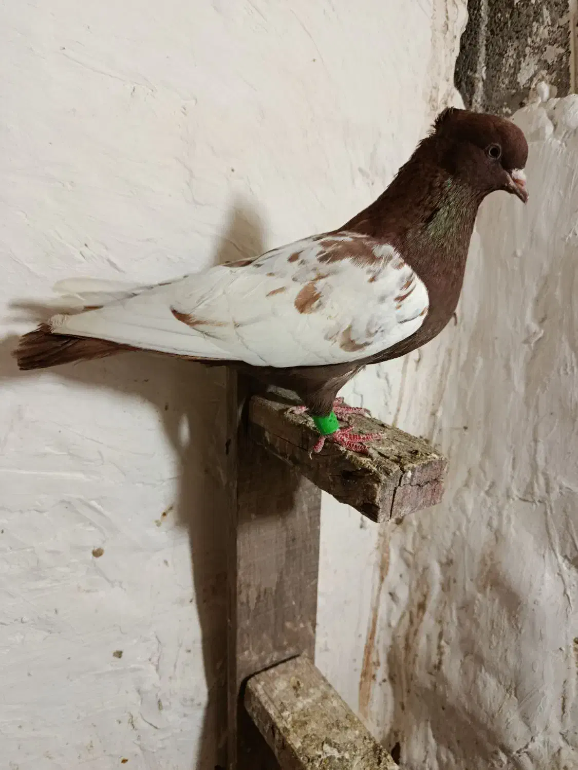 سینه سرخ|پرنده|خرمشهر, |دیوار