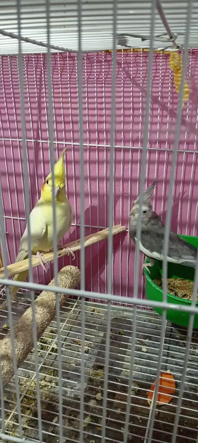 عروس هلندی|پرنده|نیشابور, باغ نو|دیوار