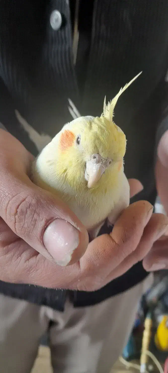 عروس هلندی|پرنده|مرند, |دیوار